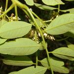 Dalbergia glomerata Leaf