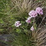 Daphne striata Blüte