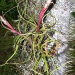 Tillandsia bulbosa Habitus