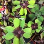 Oxalis tetraphylla 葉