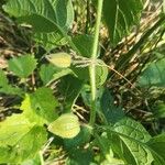 Physalis heterophylla Frutto