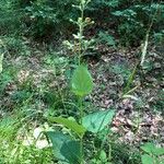 Scrophularia alpestris Habit