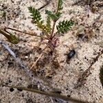 Erodium lebelii Folio