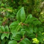 Vaccinium ovatum Leaf