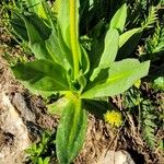 Primula parryi List