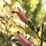 Penstemon laetus Flor