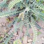 Astragalus caprinus 葉
