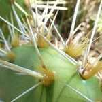 Opuntia oricola Fruit