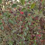Cotoneaster franchetii Hoja