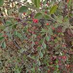 Cotoneaster franchetii برگ