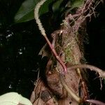 Peperomia hernandiifolia