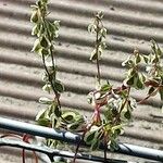 Fallopia dumetorum Blomma