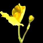 Utricularia radiata Květ