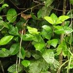 Bonafousia siphilitica Лист