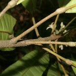 Conchocarpus nicaraguensis Bark