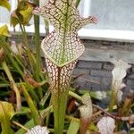 Sarracenia leucophylla 葉