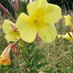 Oenothera glaziovianaKvět