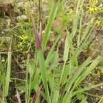 Eragrostis spectabilis Leaf