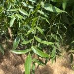 Juglans californica Leaf