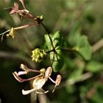 Lonicera etrusca Φρούτο