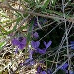 Viola hirtaFlor