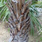 Copernicia alba Corteza
