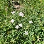 Pimpinella major Habitus