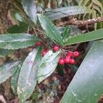 Ardisia crenataFruit