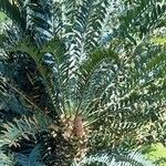 Encephalartos trispinosus Tervik taim