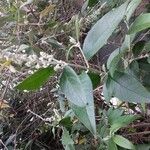 Buddleja madagascariensis Folha