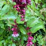 Leycesteria formosaCvet