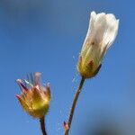 Saxifraga carpetana Blüte
