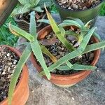 Aloe cremnophila Folha