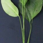 Spathiphyllum montanum Diğer
