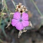 Dianthus graniticus Flors