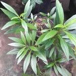 Ayapana triplinervis Leaf