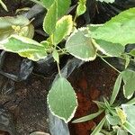 Acalypha wilkesiana Leaf