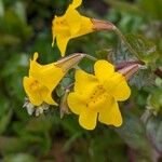 Erythranthe guttata Flower