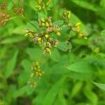 Hypericum punctatumЦвят