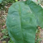 Clavija costaricana Leaf