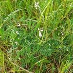 Vicia parviflora Kukka