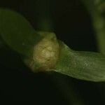 Carapichea guianensis Φλοιός