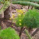 Coreopsis gigantea Žiedas