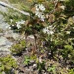 Amelanchier laevisFlower