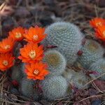 Rebutia heliosa Flower