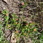 Lysimachia arvensis Hábitos