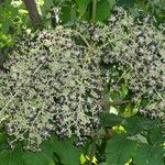 Aralia elata Fruit