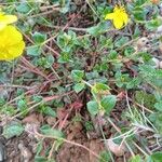 Helianthemum marifolium Blad