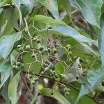 Cordia bicolor Ffrwyth