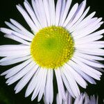 Erigeron annuus Blomma